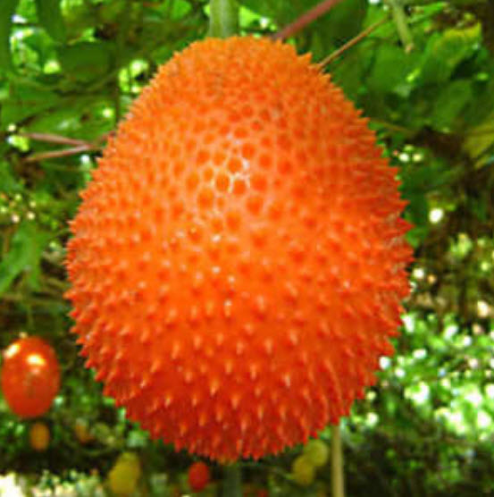 ฟักข้าว (Gac) / 10 เม็ด (นอก)