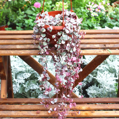 สายป่านดวงใจ (Chain of Heart) ใบด่าง / 20 เม็ด (นอก)