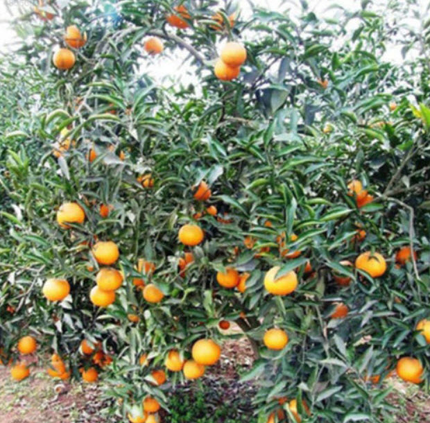 ส้มสะดือ วอชิงตัน (Washington Navel Orange) / 10 เม็ด (China)