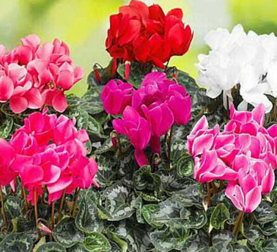 ไซคลาเมน (Cyclamen / Cyclamen persicum) ดอกใหญ่ คละ / 5 เม็ด (UK)