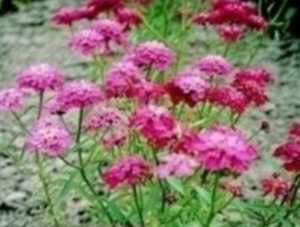 แคนดี้ทัฟท์ - เรด แฟลช (Candytuft - Red Flash) แดง / 500 เม็ด (UK)