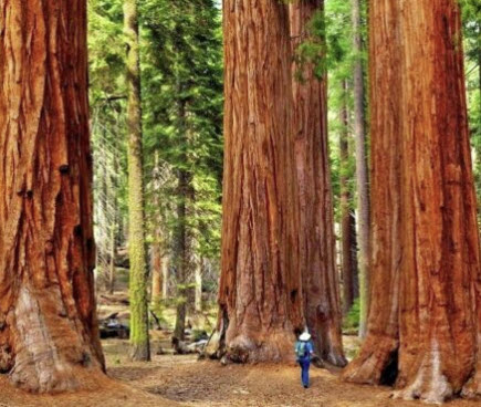สนยักษ์ซีคัวญ่า (Sequoiadendron Giganteum) / 10 เม็ด (USA)