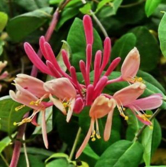 สายน้ำผึ้งชมพู หรือ สายน้ำผึ้งเมดิเตอเรเนียน / 100 เม็ด