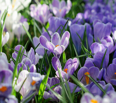 หญ้าฝรั่น (Saffron / Crocus) คละ / 50 เม็ด (Russia)