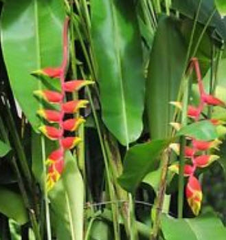 เฮลิโคเนีย โรสตราต้า (Heliconia Rostrata) สีแดง ขอบเหลือง-เขียว / 5 เม็ด (Israel)