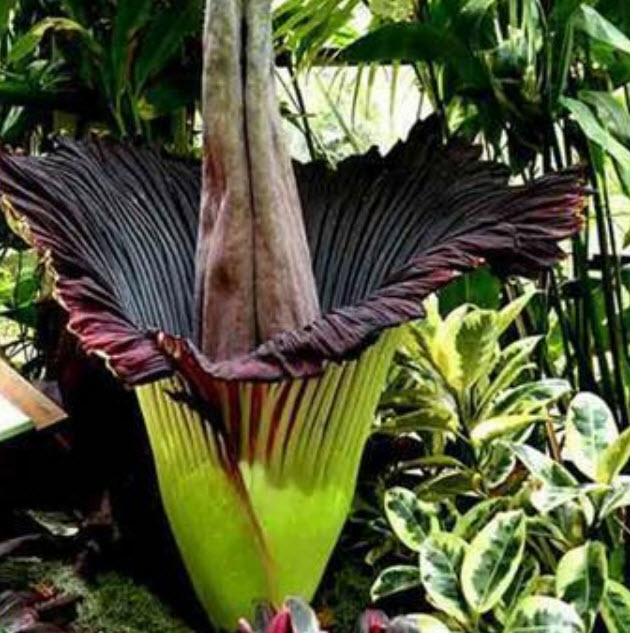 บุกยักษ์ หรือต้นซากศพ (Corpse flower) คละ / 40 เม็ด (Malaysia) หายาก