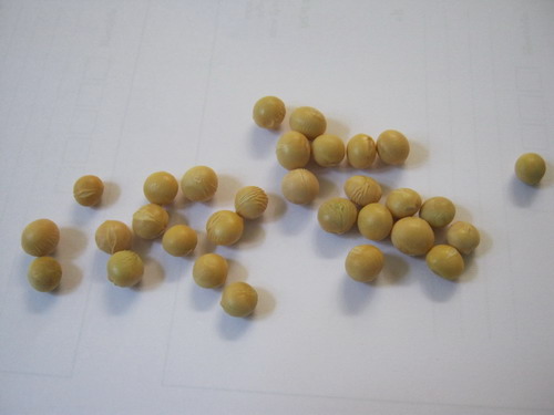 ถั่วแระญี่ปุ่น (Edamame) / 10 เม็ด (P2S)