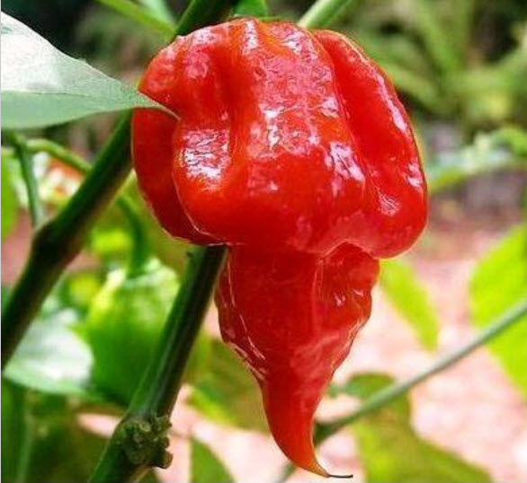 พริก Trinidad Scorpion Butch T แดง / 15 เม็ด (USA)