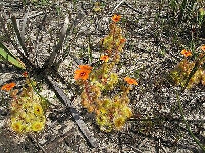 พืชกินสัตว์ Australian Drosera Glanduligera / 2 เม็ด (Australia)