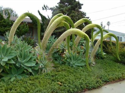 อะกาเว่หางหมาจิ้งจอก (Fox Tail Agave) / 10 เม็ด (Portugal)