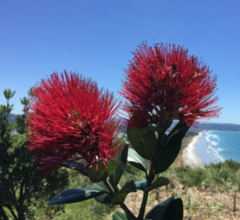 คริสต์มาสนิวซีแลนด์ ดอกแดง (Red Pohutukawa) / 100 เม็ด (New Zealand)