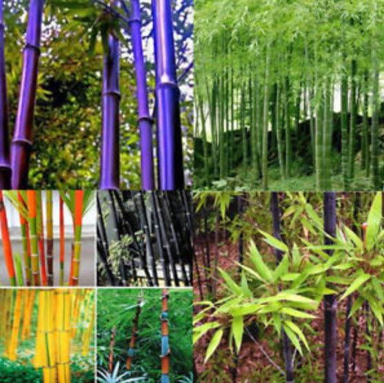 ไผ่ (bamboo) คละ / 30 เม็ด (China)