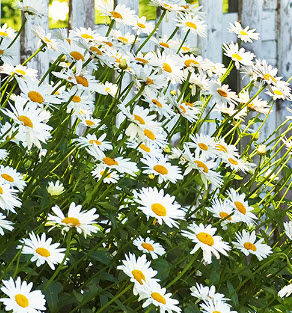 อลาสก้า แชสต้าเดซี่ (Alaska Shasta Daisy) / 200 เม็ด (USA)