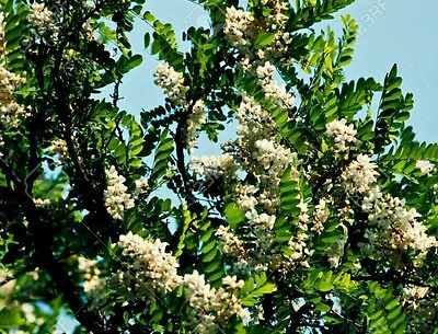 แบล็ค โลคัส บอนไซ (Black Locust bonsai) / 5 เม็ด