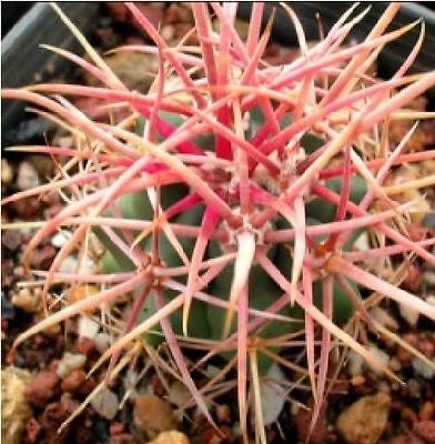 เฟอโรแคคตัส อะแคนโถดส์ (Ferocactus Acanthodes) / 10 เม็ด (UK)