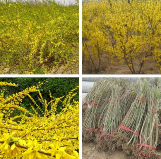 ต้นเหลี่ยงเคี้ยว / ฟอซีเธีย (Weeping Forsythia) กระถาง 10 นิ้ว สูง 80-100 ซ.ม. (China)