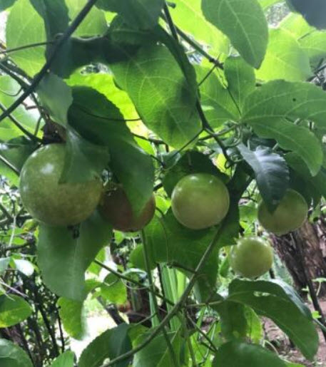 เสาวรส รวมสีเหลืองและแดง / 100 เม็ด (P2S)