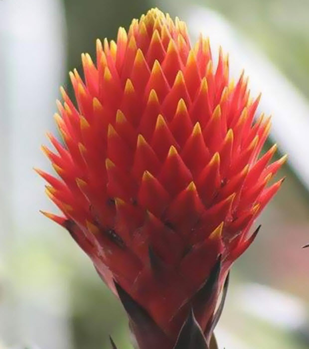 สับปะรดสี (Bromeliad) คละ / 20 เม็ด (นอก)