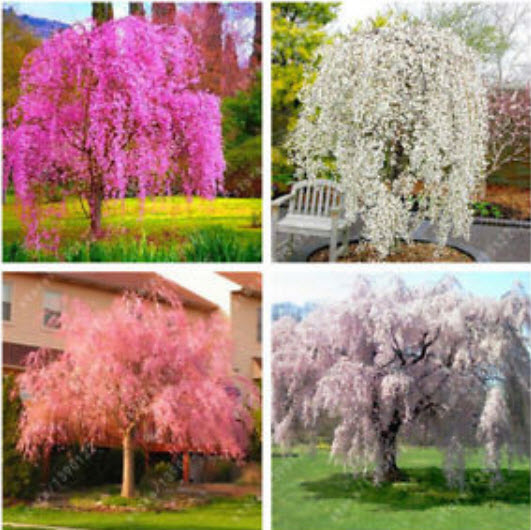 ซากูระ (Cherry Blossom) คละ / 10 เม็ด