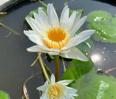 บัวผันไทยลูกผสม สีขาว / ซอง