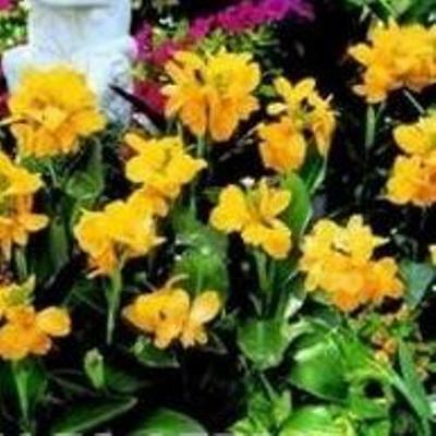 พุทธรักษา ดอกสีเหลือง (Tropical Yellow) / 5 เม็ด (UK)