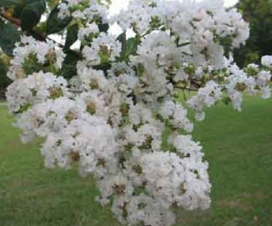 ยี่เข่ง (Crepe Myrtle) ขาว / 25 เม็ด (Australia)