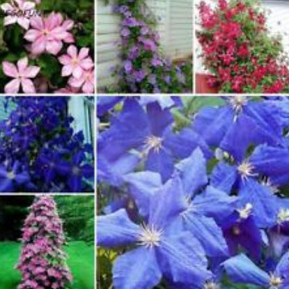 เคล็มแมททิส (Clematis) คละ / 100 เม็ด