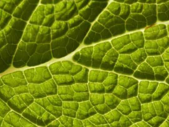 ซินนิงเกีย (Sinningia bullata) / 5 เม็ด (Austria)