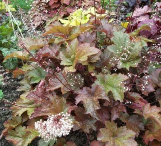 ฮิวเชอร่า (Heuchera Metallica - Heuchera americana) / 50 เม็ด (Australia)