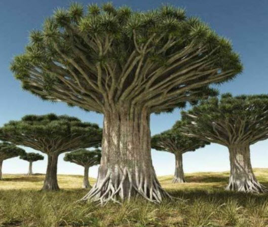 เลือดมังกร (Dragon Blood) / 5 เม็ด (Portugal)*