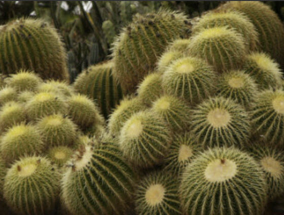 ถังทอง (Barrel cactus / Echinocactus Grusonii) / 20 เม็ด (Malta)*