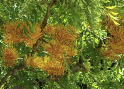 ออสเตรเลียน ซิลเวอร์ โอ๊ค (Australian silver oak) / 25 เม็ด (Spain)