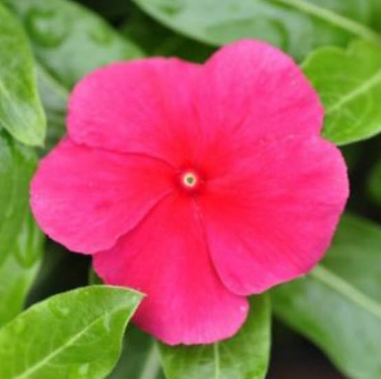 แพงพวย (Madagascar periwinkle) สีแดง / ซอง 20 เม็ด (A294)