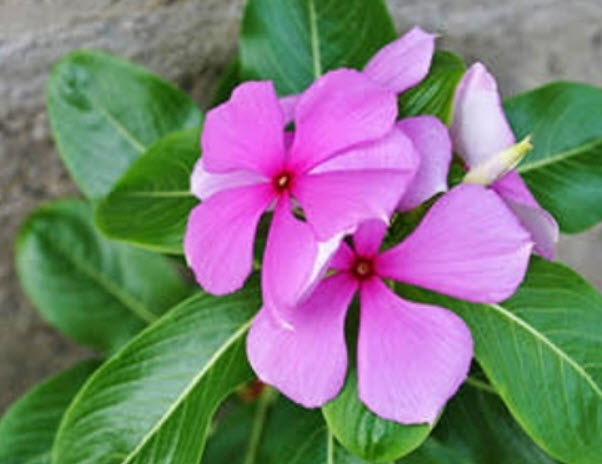 แพงพวย (Madagascar periwinkle) / 100 เม็ด (P2S)
