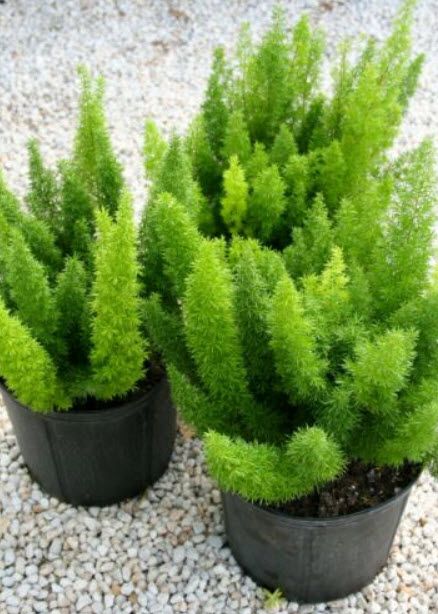 ปริกหางกระรอก (Foxtail fern) เขียว / 100 เม็ด (นอก)