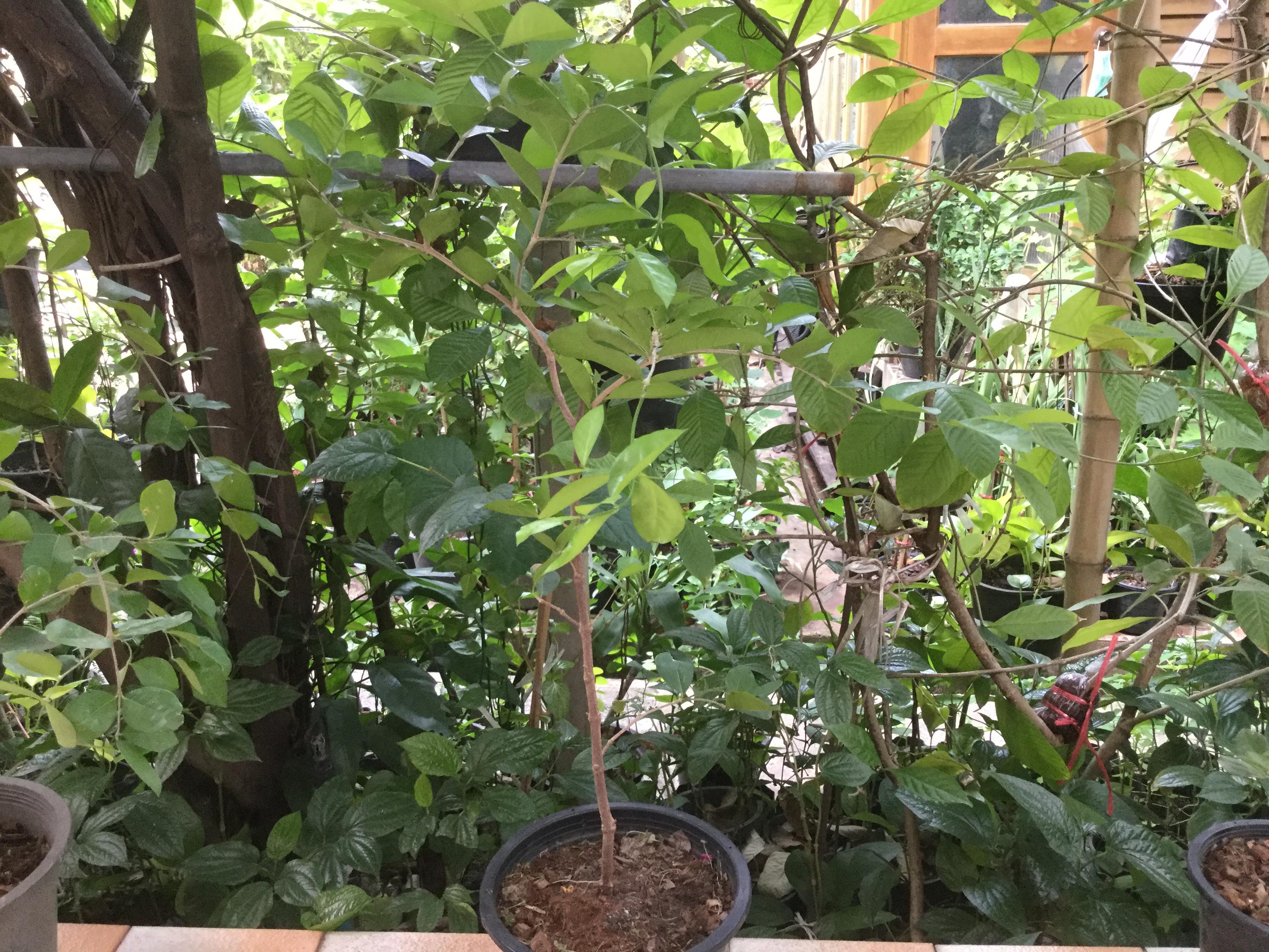ต้นเชอรี่สเปน หรือมะยมแดง (Surinam cherry) ขนาดกลาง