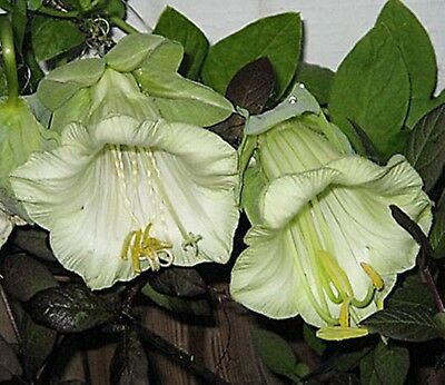 แคทเธอดรัล เบลล์ (Cathedral Bells) สีขาว / 8 เม็ด (Ukraine)