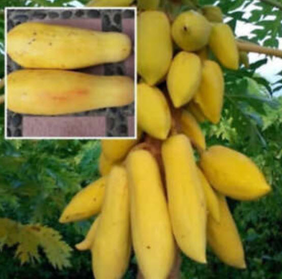 มะละกอเหลืองทอง ก้านเหลือง / 5 เม็ด (ไทย)