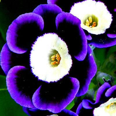 คาลิบราโคว์ สามสี (Tricolor Calibrachoa) / 100 เม็ด