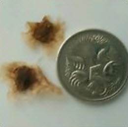 ศรีตรัง (Jacaranda mimosifolia) คละสี / 10 เม็ด (Brazil)