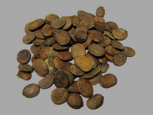 วิสเทอเรีย (Wisteria) คละสี / 12 เม็ด