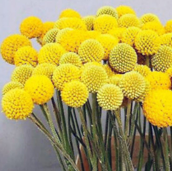 แครสพีเดีย (Craspedia) / 100 เม็ด (China)