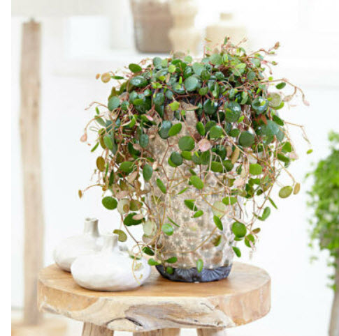 เปปเปอร์โรเมีย (Peperomia Prostrata) คละ / 50 เม็ด