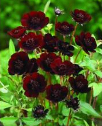 ดาวกระจายช็อคโกแลต (Chocolate Cosmos) / 200 เม็ด (นอก)