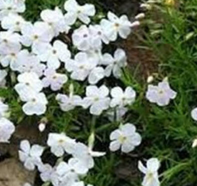 เมาน์เท่น ฟล็อกซ์ (Mountain Phlox) สีขาว / 200 เม็ด (USA)