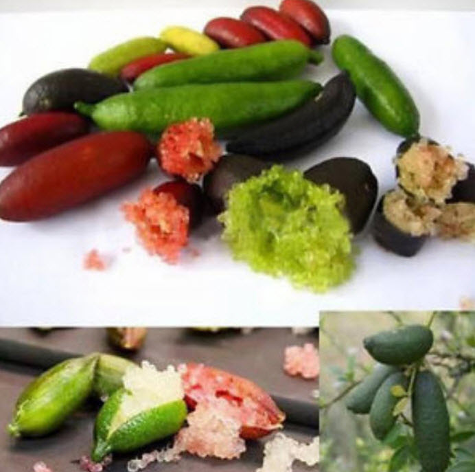 มะนาวนิ้ว (Finger Lime) คละ / 10 เม็ด