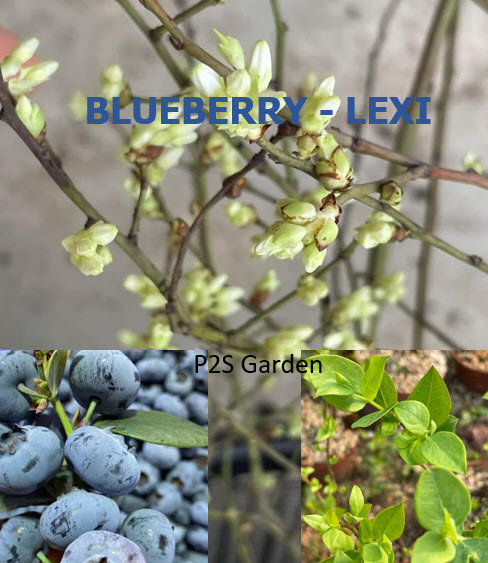 ต้นบลูเบอรี่-เล็กซี ต้นอายุ 3 ปี+ (Blueberry - LEXI) สูง 30-60 ซ.ม.