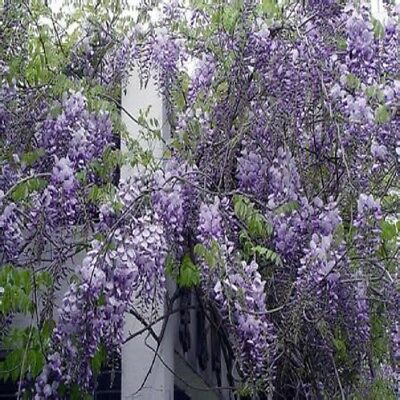 วิสทีเรียต้น (Wisteria tree) สีม่วง / 10 เม็ด