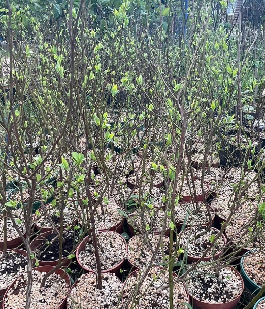 ต้นบลูเบอรี่ (Blueberry) ลูกใหญ่ สูง 40-60 ซ.ม. ต้นไม้นำเข้า