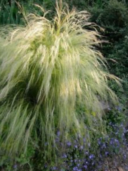 หญ้าหางม้า (Horsetail Grass) / 100 เม็ด (Poland)